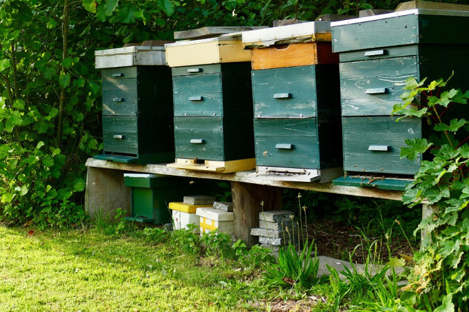 bees-4399307_960_720
