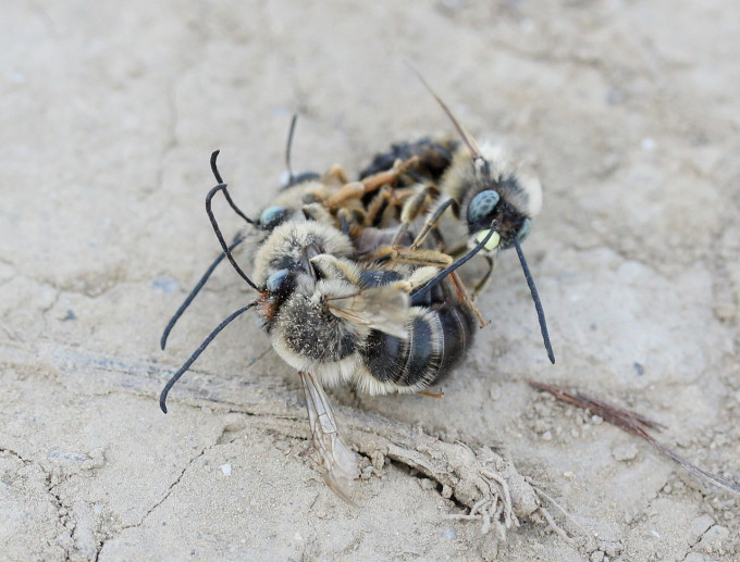 bee-3310551_1280